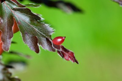 Fagus sylvatica 'Rohanii' - buk lesní - list
